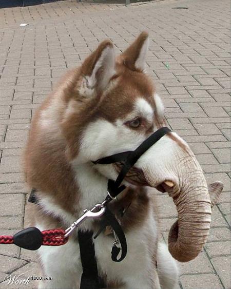 lobo